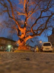 45W Ağaç Aydınlatma Lambası (Palmiyeler İçin Özel Tasarım)