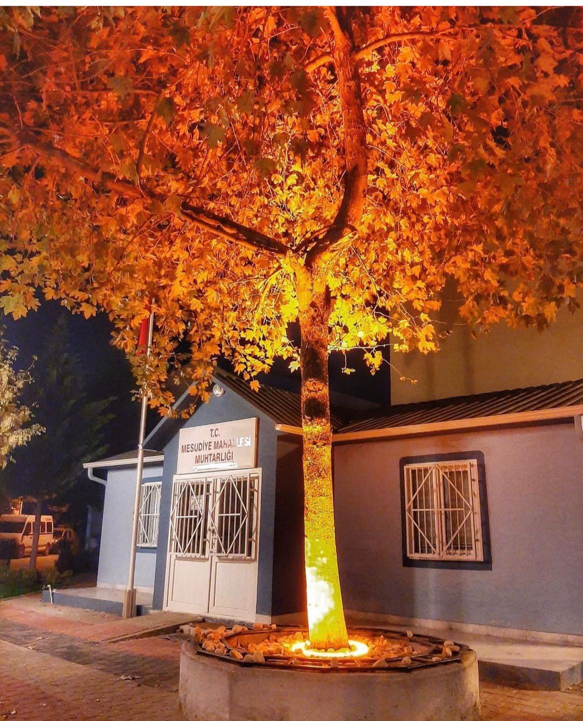 Palmiye ve Ağaç Aydınlatma Armatürü